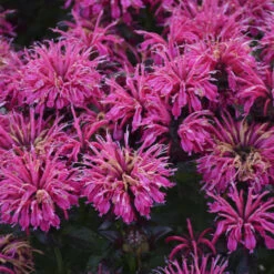 Sugar Buzz® 'Berry Taffy' Bee Balm -Flowers Sales Store 542Monarda BerryTaffy 4