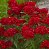 'Scarlet Fever' Dianthus -Flowers Sales Store 543Dianthusbarbatus ScarletFever 1