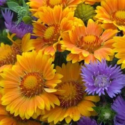 'Arizona Apricot' Blanket Flower -Flowers Sales Store 545 2073 popup e7b57a91 b829 4620 a797 58c0233322da sw