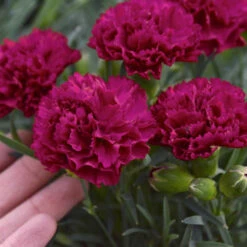 Fruit Punch® 'Cranberry Cocktail' Dianthus