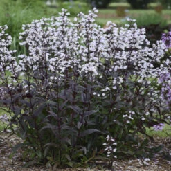 'Onyx And Pearls' Beardtongue -Flowers Sales Store 548Penstemon OnyxandPearls 3