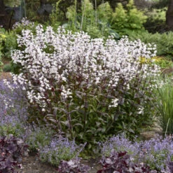 'Onyx And Pearls' Beardtongue -Flowers Sales Store 548Penstemon OnyxandPearls 4