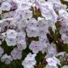 'Fashionably Early Crystal' Hybrid Phlox -Flowers Sales Store 549Phlox FashionablyEarlyCrystal 1