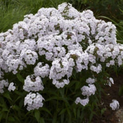 'Fashionably Early Crystal' Hybrid Phlox -Flowers Sales Store 549Phlox FashionablyEarlyCrystal 4