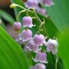 'Rosea' Lily Of The Valley -Flowers Sales Store 562 Convallaria rosea 1