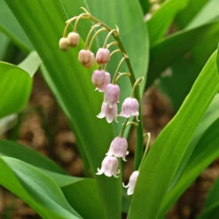 Flowers Sales Store -Flowers Sales Store 562 Convallaria rosea 2