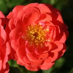 Oso Easy® Mango Salsa Rose -Flowers Sales Store 569 2175 popup