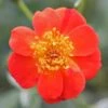Oso Easy® Hot Paprika® Rose -Flowers Sales Store 570 2181 popup