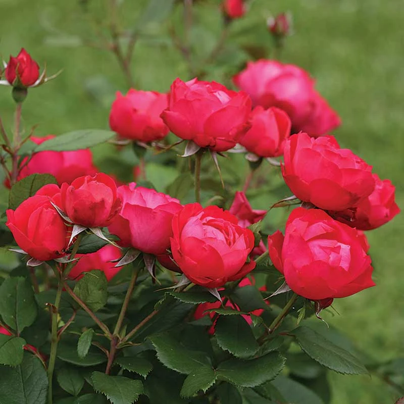 Oso Easy Double Red® Rose 3 Oso Easy Double Red® Rose