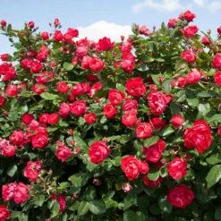 Oso Easy Double Red® Rose 9 Oso Easy Double Red® Rose -Flowers Sales Store 571 2179 popup