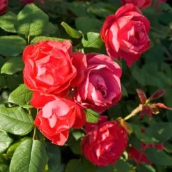 Oso Easy Double Red® Rose 10 Oso Easy Double Red® Rose -Flowers Sales Store 571 2180 popup