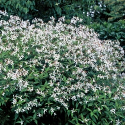 Bowman's Root -Flowers Sales Store 572 Gillenia trifoliata 1