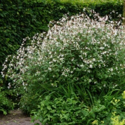Bowman's Root -Flowers Sales Store 572 Gillenia trifoliata 4