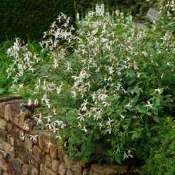 Bowman's Root -Flowers Sales Store 572 Gillenia trifoliata 5