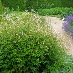 Bowman's Root -Flowers Sales Store 572 Gillenia trifoliata 6