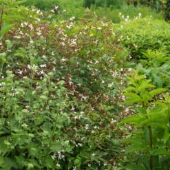 Bowman's Root -Flowers Sales Store 572 Gillenia trifoliata 8
