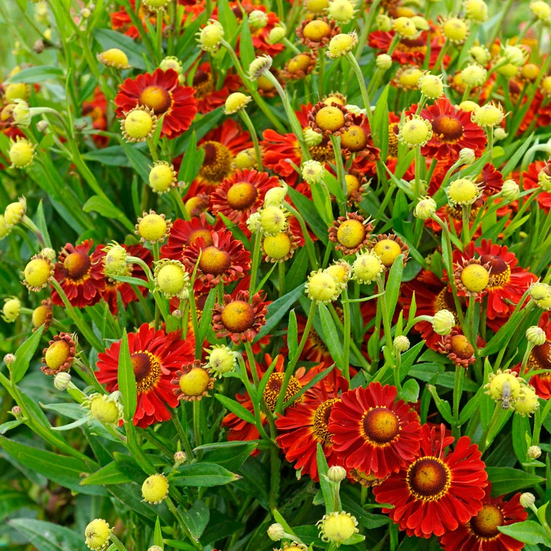 Mariachi™ 'Bandera' Helenium 3 Mariachi™ 'Bandera' Helenium