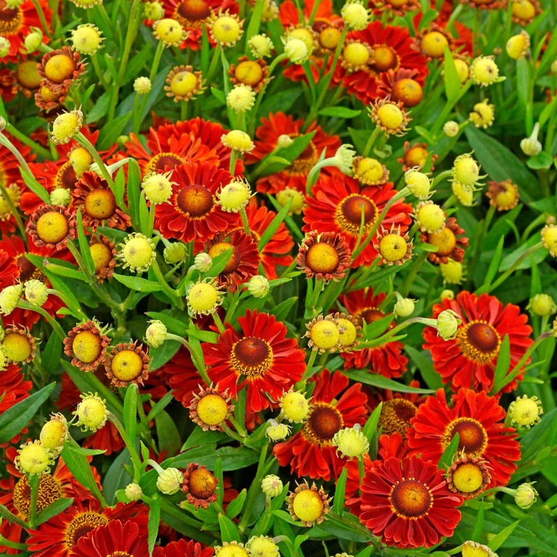 Mariachi™ 'Bandera' Helenium 4 Mariachi™ 'Bandera' Helenium - Image 2