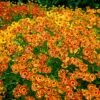 Mariachi™ 'Fuego' Helenium -Flowers Sales Store 574 Helenium fuego 1