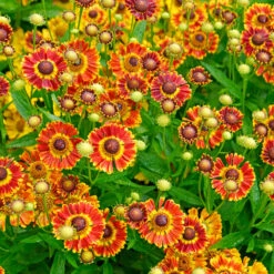 Mariachi™ 'Fuego' Helenium -Flowers Sales Store 574 Helenium fuego 3