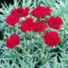 'Frosty Fire' Dianthus 1 'Frosty Fire' Dianthus -Flowers Sales Store 576 2221 popup sw