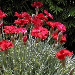 'Frosty Fire' Dianthus -Flowers Sales Store 576 2222 popup sw