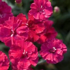 'Frosty Fire' Dianthus -Flowers Sales Store 576 2226 popup sw