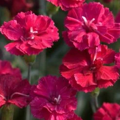 'Frosty Fire' Dianthus -Flowers Sales Store 576 2227 popup sw