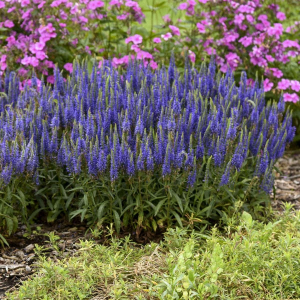 Magic Show® 'Wizard Of Ahhs' Spike Speedwell 4 Magic Show® 'Wizard Of Ahhs' Spike Speedwell - Image 2