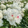 'Festiva Maxima' Peony -Flowers Sales Store 580 Paeonia festiva maxima 1
