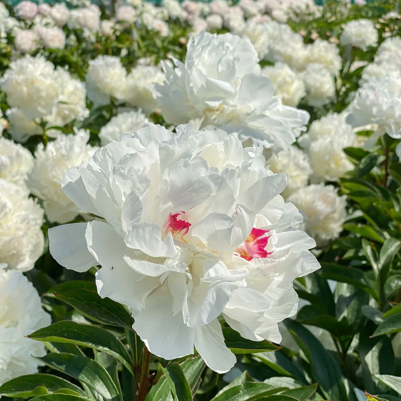'Festiva Maxima' Peony 3 'Festiva Maxima' Peony