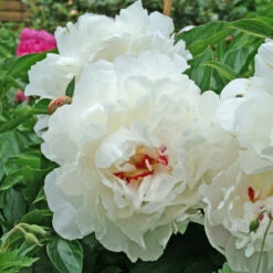 'Festiva Maxima' Peony 10 'Festiva Maxima' Peony -Flowers Sales Store 580 Paeonia festiva maxima 2