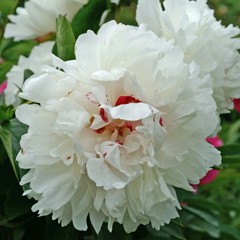 'Festiva Maxima' Peony 5 'Festiva Maxima' Peony - Image 3