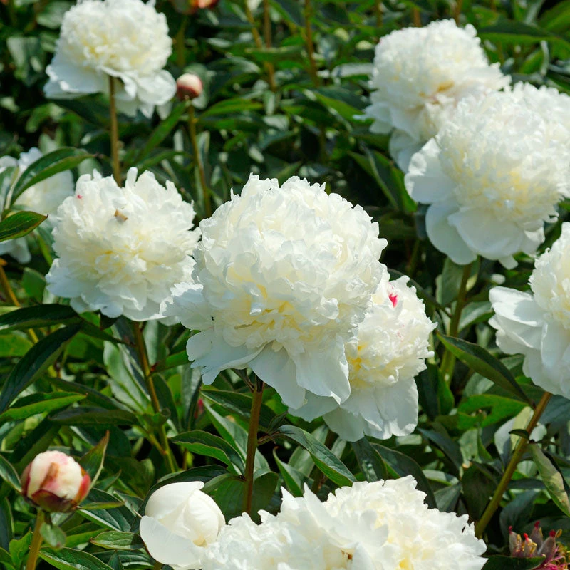 'Festiva Maxima' Peony 6 'Festiva Maxima' Peony - Image 4