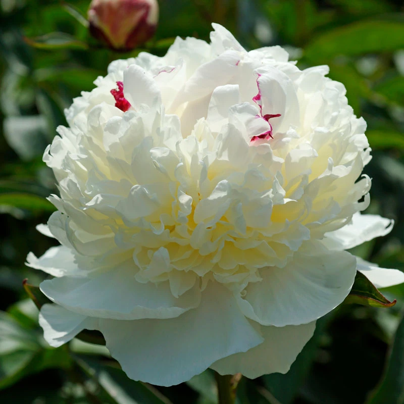 'Festiva Maxima' Peony 7 'Festiva Maxima' Peony - Image 5