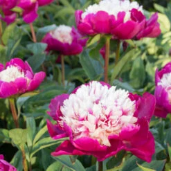 'White Cap' Peony -Flowers Sales Store 582 Paeonia white cap 6