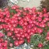 'Jewel Of Desert Ruby' Ice Plant -Flowers Sales Store 582 2239 popup sw