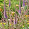 'Fascination' Culver's Root -Flowers Sales Store 583 Veronicastrum fascination 1