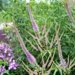 'Fascination' Culver's Root 8 'Fascination' Culver's Root -Flowers Sales Store 583 Veronicastrum fascination 3