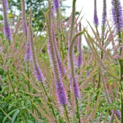 'Fascination' Culver's Root 9 'Fascination' Culver's Root -Flowers Sales Store 583 Veronicastrum fascination 4