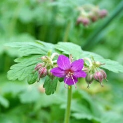 'Bevan's Variety' Cranesbill -Flowers Sales Store 584 Geranium bevans variety 3