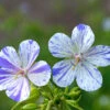 'Delft Blue' Cranesbill 1 'Delft Blue' Cranesbill -Flowers Sales Store 585 Geranium Delft blue 1