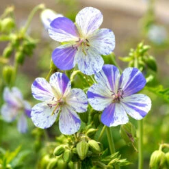 'Delft Blue' Cranesbill -Flowers Sales Store 585 Geranium Delft blue 4