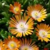 'Jewel Of Desert Topaz' Ice Plant -Flowers Sales Store 585 2253 popup sw