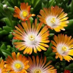 'Jewel Of Desert Topaz' Ice Plant