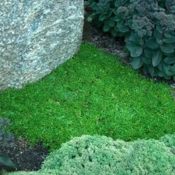 'Jewel Of Desert Topaz' Ice Plant -Flowers Sales Store 585 2256 popup sw