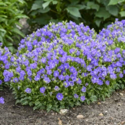 Mini Marvels™ Midnight Bellflower