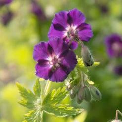 'Raven' Cranesbill 9 'Raven' Cranesbill -Flowers Sales Store 586 Geranium raven 3