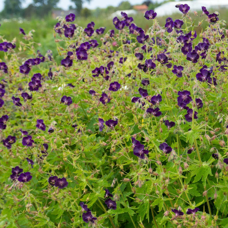 'Raven' Cranesbill 6 'Raven' Cranesbill - Image 4
