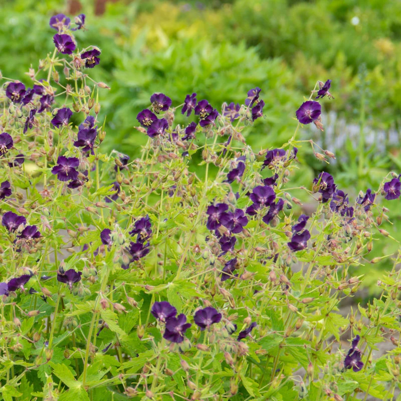 'Raven' Cranesbill 7 'Raven' Cranesbill - Image 5